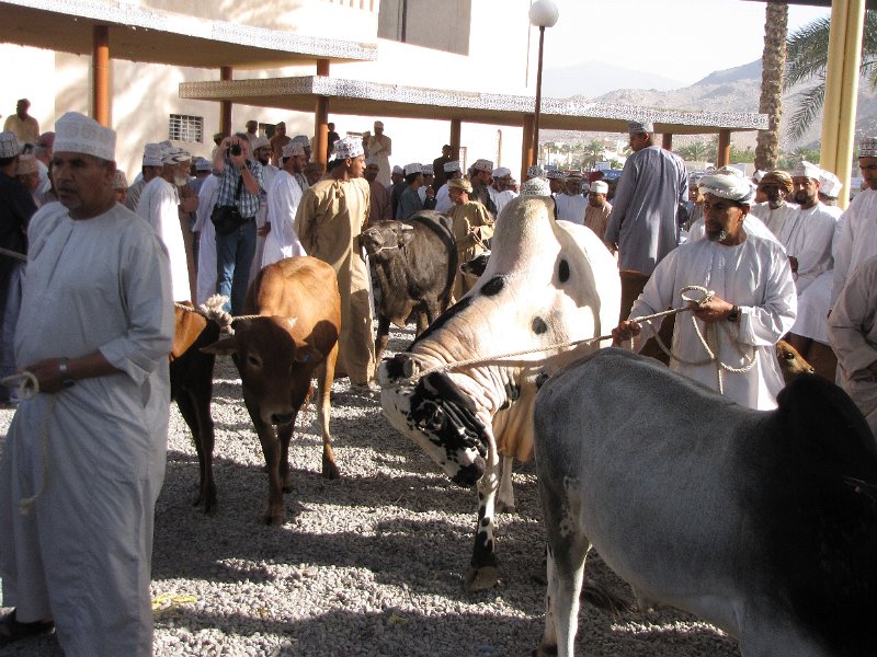 040211_nizwa markt.JPG - Naast geiten worden ook runderen verhandeld. Het rondlopen met zo'n beest is echter heel iets anders dan het hebben van een geit aan het touw. Soms hingen er meerdere mannen aan het touw om zo'n dier rond te voeren.